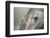 Close-Up of Walrus Eye, Hudson Bay, Nunavut, Canada-Paul Souders-Framed Photographic Print