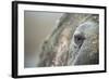 Close-Up of Walrus Eye, Hudson Bay, Nunavut, Canada-Paul Souders-Framed Photographic Print