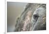 Close-Up of Walrus Eye, Hudson Bay, Nunavut, Canada-Paul Souders-Framed Photographic Print