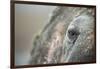 Close-Up of Walrus Eye, Hudson Bay, Nunavut, Canada-Paul Souders-Framed Photographic Print