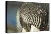 Close-Up of Walrus Muzzle, Hudson Bay, Nunavut, Canada-Paul Souders-Stretched Canvas