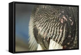 Close-Up of Walrus Muzzle, Hudson Bay, Nunavut, Canada-Paul Souders-Framed Stretched Canvas
