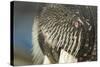 Close-Up of Walrus Muzzle, Hudson Bay, Nunavut, Canada-Paul Souders-Stretched Canvas