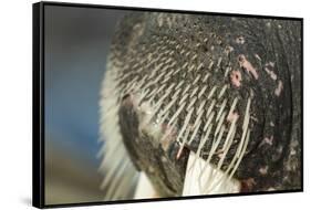 Close-Up of Walrus Muzzle, Hudson Bay, Nunavut, Canada-Paul Souders-Framed Stretched Canvas