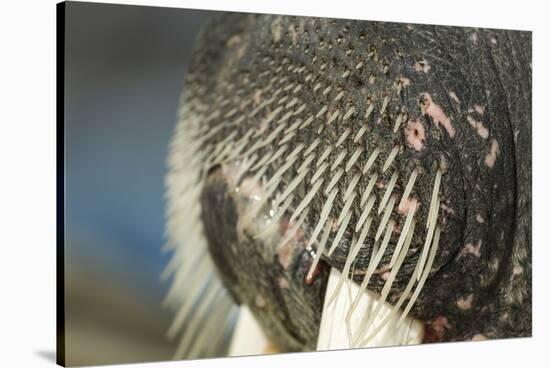 Close-Up of Walrus Muzzle, Hudson Bay, Nunavut, Canada-Paul Souders-Stretched Canvas