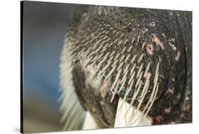 Close-Up of Walrus Muzzle, Hudson Bay, Nunavut, Canada-Paul Souders-Stretched Canvas