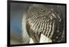 Close-Up of Walrus Muzzle, Hudson Bay, Nunavut, Canada-Paul Souders-Framed Photographic Print