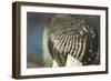 Close-Up of Walrus Muzzle, Hudson Bay, Nunavut, Canada-Paul Souders-Framed Photographic Print