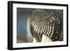 Close-Up of Walrus Muzzle, Hudson Bay, Nunavut, Canada-Paul Souders-Framed Photographic Print