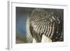 Close-Up of Walrus Muzzle, Hudson Bay, Nunavut, Canada-Paul Souders-Framed Photographic Print