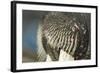 Close-Up of Walrus Muzzle, Hudson Bay, Nunavut, Canada-Paul Souders-Framed Photographic Print