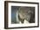 Close-Up of Walrus Muzzle, Hudson Bay, Nunavut, Canada-Paul Souders-Framed Photographic Print