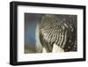 Close-Up of Walrus Muzzle, Hudson Bay, Nunavut, Canada-Paul Souders-Framed Photographic Print