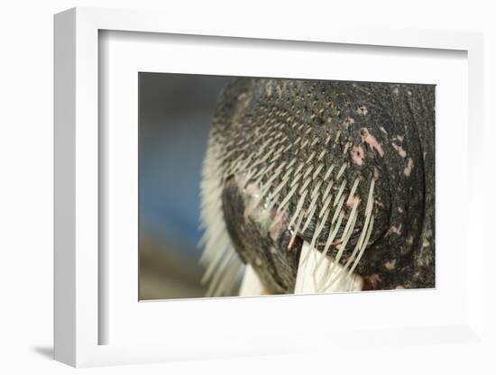 Close-Up of Walrus Muzzle, Hudson Bay, Nunavut, Canada-Paul Souders-Framed Photographic Print