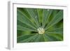 Close-Up of Water Droplet in Center of Leaves-Matt Freedman-Framed Photographic Print