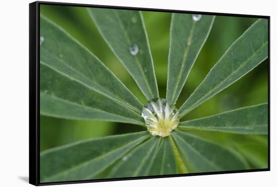 Close-Up of Water Droplet in Center of Leaves-Matt Freedman-Framed Stretched Canvas