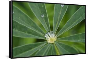 Close-Up of Water Droplet in Center of Leaves-Matt Freedman-Framed Stretched Canvas