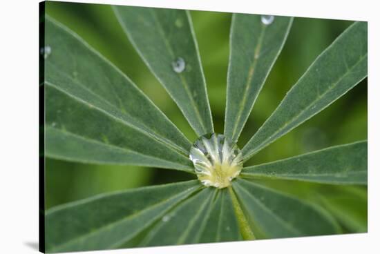 Close-Up of Water Droplet in Center of Leaves-Matt Freedman-Stretched Canvas