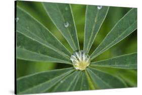 Close-Up of Water Droplet in Center of Leaves-Matt Freedman-Stretched Canvas