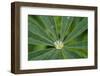 Close-Up of Water Droplet in Center of Leaves-Matt Freedman-Framed Photographic Print