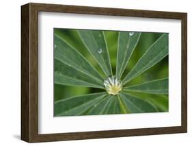 Close-Up of Water Droplet in Center of Leaves-Matt Freedman-Framed Photographic Print