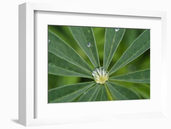 Close-Up of Water Droplet in Center of Leaves-Matt Freedman-Framed Photographic Print