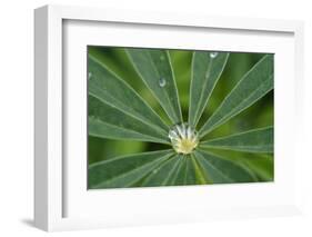 Close-Up of Water Droplet in Center of Leaves-Matt Freedman-Framed Photographic Print