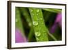 Close-Up of Water Droplets on Blades of Grass-Matt Freedman-Framed Photographic Print