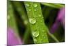 Close-Up of Water Droplets on Blades of Grass-Matt Freedman-Mounted Photographic Print