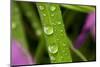 Close-Up of Water Droplets on Blades of Grass-Matt Freedman-Mounted Photographic Print