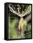 Close-up of Water Droplets on Dandelion Seed Caught in Spider Web, San Diego, California, USA-Christopher Talbot Frank-Framed Stretched Canvas