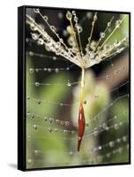 Close-up of Water Droplets on Dandelion Seed Caught in Spider Web, San Diego, California, USA-Christopher Talbot Frank-Framed Stretched Canvas