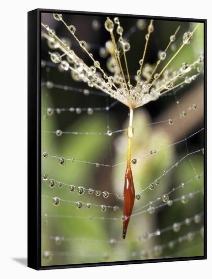 Close-up of Water Droplets on Dandelion Seed Caught in Spider Web, San Diego, California, USA-Christopher Talbot Frank-Framed Stretched Canvas