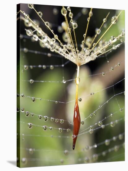 Close-up of Water Droplets on Dandelion Seed Caught in Spider Web, San Diego, California, USA-Christopher Talbot Frank-Stretched Canvas