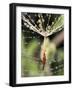 Close-up of Water Droplets on Dandelion Seed Caught in Spider Web, San Diego, California, USA-Christopher Talbot Frank-Framed Photographic Print