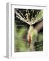 Close-up of Water Droplets on Dandelion Seed Caught in Spider Web, San Diego, California, USA-Christopher Talbot Frank-Framed Photographic Print