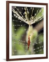 Close-up of Water Droplets on Dandelion Seed Caught in Spider Web, San Diego, California, USA-Christopher Talbot Frank-Framed Photographic Print