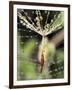 Close-up of Water Droplets on Dandelion Seed Caught in Spider Web, San Diego, California, USA-Christopher Talbot Frank-Framed Photographic Print