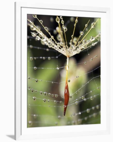 Close-up of Water Droplets on Dandelion Seed Caught in Spider Web, San Diego, California, USA-Christopher Talbot Frank-Framed Photographic Print