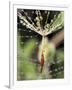 Close-up of Water Droplets on Dandelion Seed Caught in Spider Web, San Diego, California, USA-Christopher Talbot Frank-Framed Photographic Print