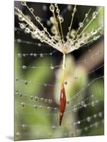 Close-up of Water Droplets on Dandelion Seed Caught in Spider Web, San Diego, California, USA-Christopher Talbot Frank-Mounted Photographic Print