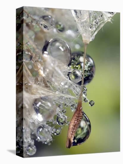 Close-up of Water Droplets on Dandelion Seed, San Diego, California, USA-Christopher Talbot Frank-Stretched Canvas