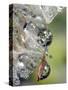 Close-up of Water Droplets on Dandelion Seed, San Diego, California, USA-Christopher Talbot Frank-Stretched Canvas