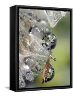 Close-up of Water Droplets on Dandelion Seed, San Diego, California, USA-Christopher Talbot Frank-Framed Stretched Canvas