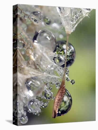 Close-up of Water Droplets on Dandelion Seed, San Diego, California, USA-Christopher Talbot Frank-Stretched Canvas