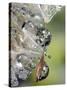 Close-up of Water Droplets on Dandelion Seed, San Diego, California, USA-Christopher Talbot Frank-Stretched Canvas