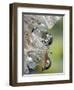 Close-up of Water Droplets on Dandelion Seed, San Diego, California, USA-Christopher Talbot Frank-Framed Photographic Print