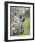 Close-up of Water Droplets on Dandelion Seed, San Diego, California, USA-Christopher Talbot Frank-Framed Photographic Print