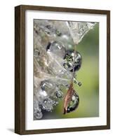Close-up of Water Droplets on Dandelion Seed, San Diego, California, USA-Christopher Talbot Frank-Framed Photographic Print