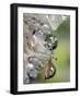 Close-up of Water Droplets on Dandelion Seed, San Diego, California, USA-Christopher Talbot Frank-Framed Photographic Print